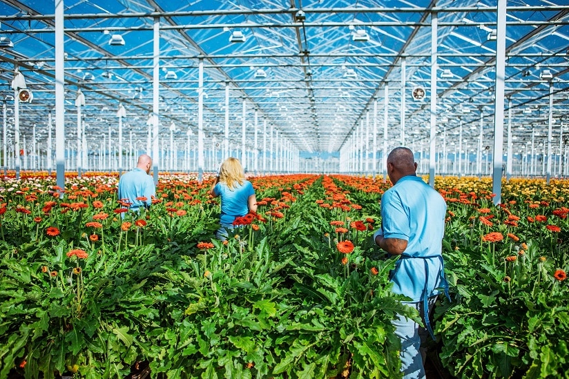 Three mixed race greenhouse workers working together during their daily duties on a sunny day